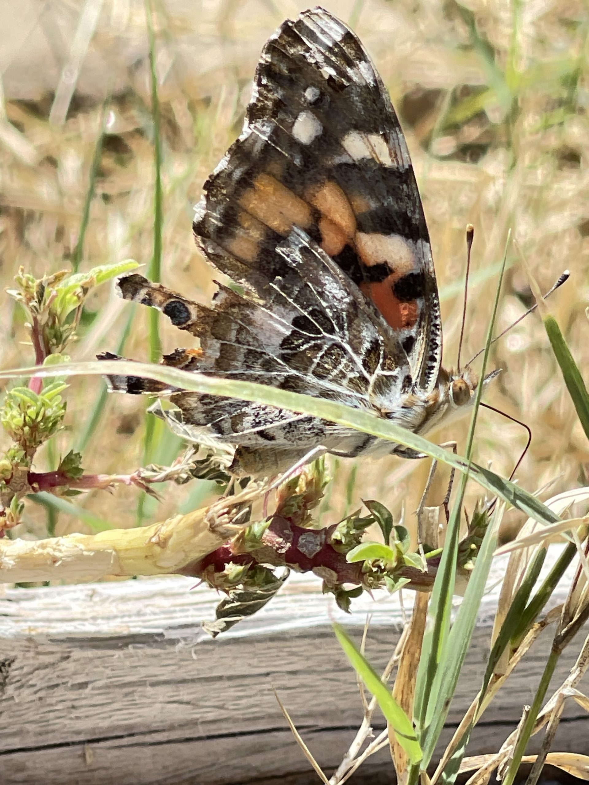 Pipple and His Friends story by Margaret Leora Workman; Warponie Art